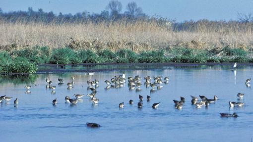 Biotopentwicklungsplanung am Beispiel der Rieselfelder der Stadt Münster